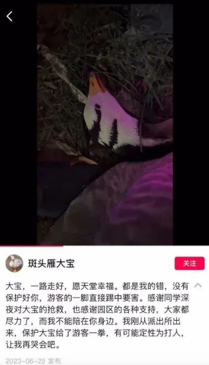 The internet rumor is that "internet celebrity geese" have been kicked to death by tourists! Scenic Area Response Video | Da Bao | Da Yan