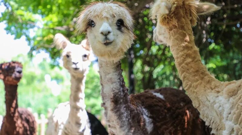 Despite being afraid of the heat, the "hairy child" remained calm, and Shanghai issued its first high-temperature orange warning signal of the year. Every time I arrive at Shanghai Zoo, there is a warning