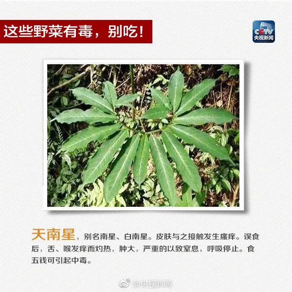 Someone has died from ingesting it!, Appearance resembling honeysuckle, Meizhou Fengshun | Report | Appearance