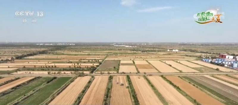 Dry alkali wheat has become a "business card", welcoming abundant harvests in saline alkali land. Special agriculture has opened up a "flower" for increasing income in wheat | drought alkali | business card