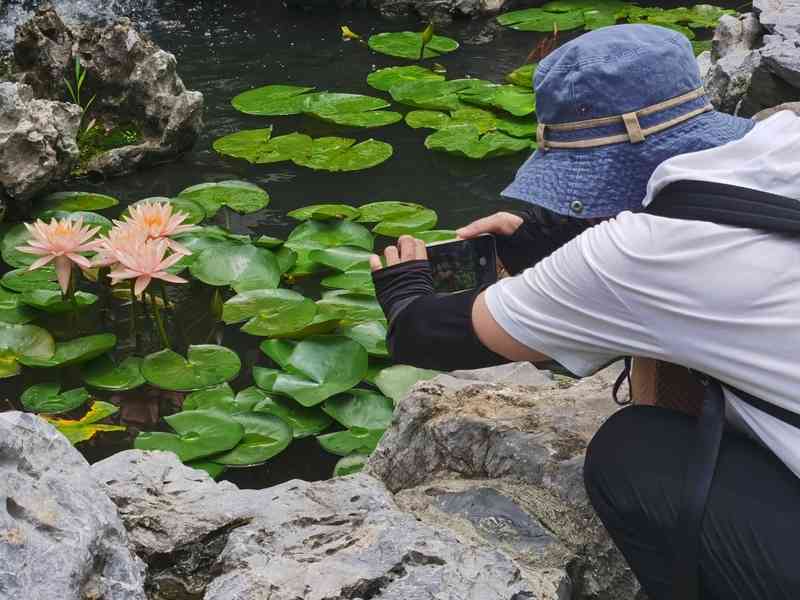 模仿鹌鹑蛋……上海的荷花开了,和1元硬币比大小,罕见橙色、嵌色季。醉白池|公园|大小