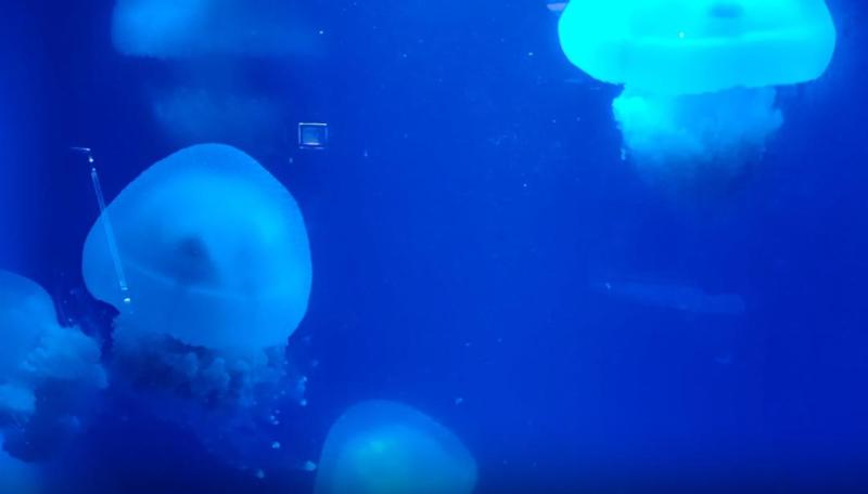 Stay away immediately upon seeing it!, Looking like jelly, a place in Zhejiang suddenly shows highly toxic jellyfish toxicity | jellyfish | highly toxic