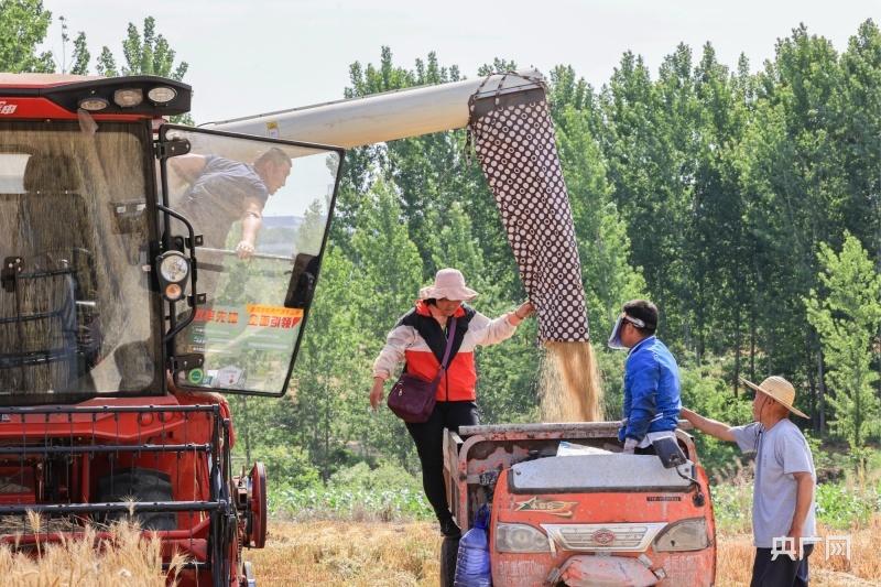 Summer Harvest Scene | National Wheat Harvest Over 80% Summer Crop Pressing and Stuffing Promotion Conference Battle | Wheat | Wheat Harvest