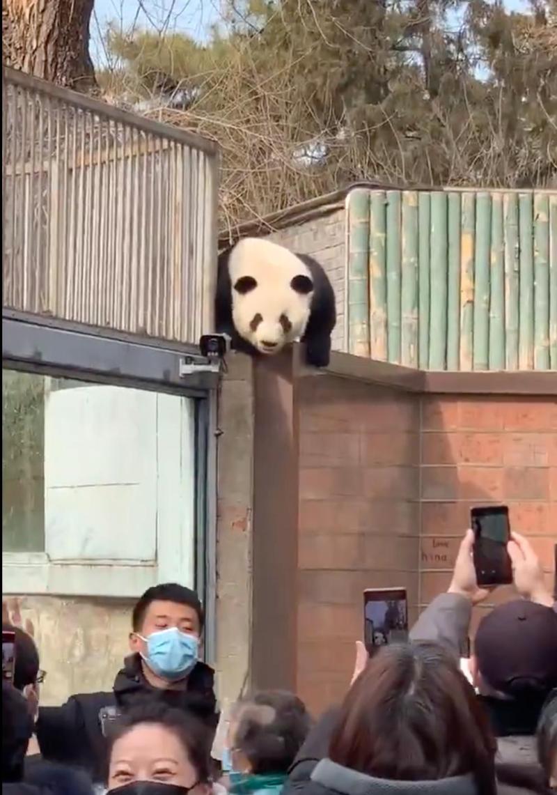 Happy birthday to the three "little bear friends". Giant pandas Menglan, Huahua, and Heye celebrate their birthday in China on the same day. | Cake | Huahua | Zoo | Beijing | Menglan | Birthday | Giant Panda