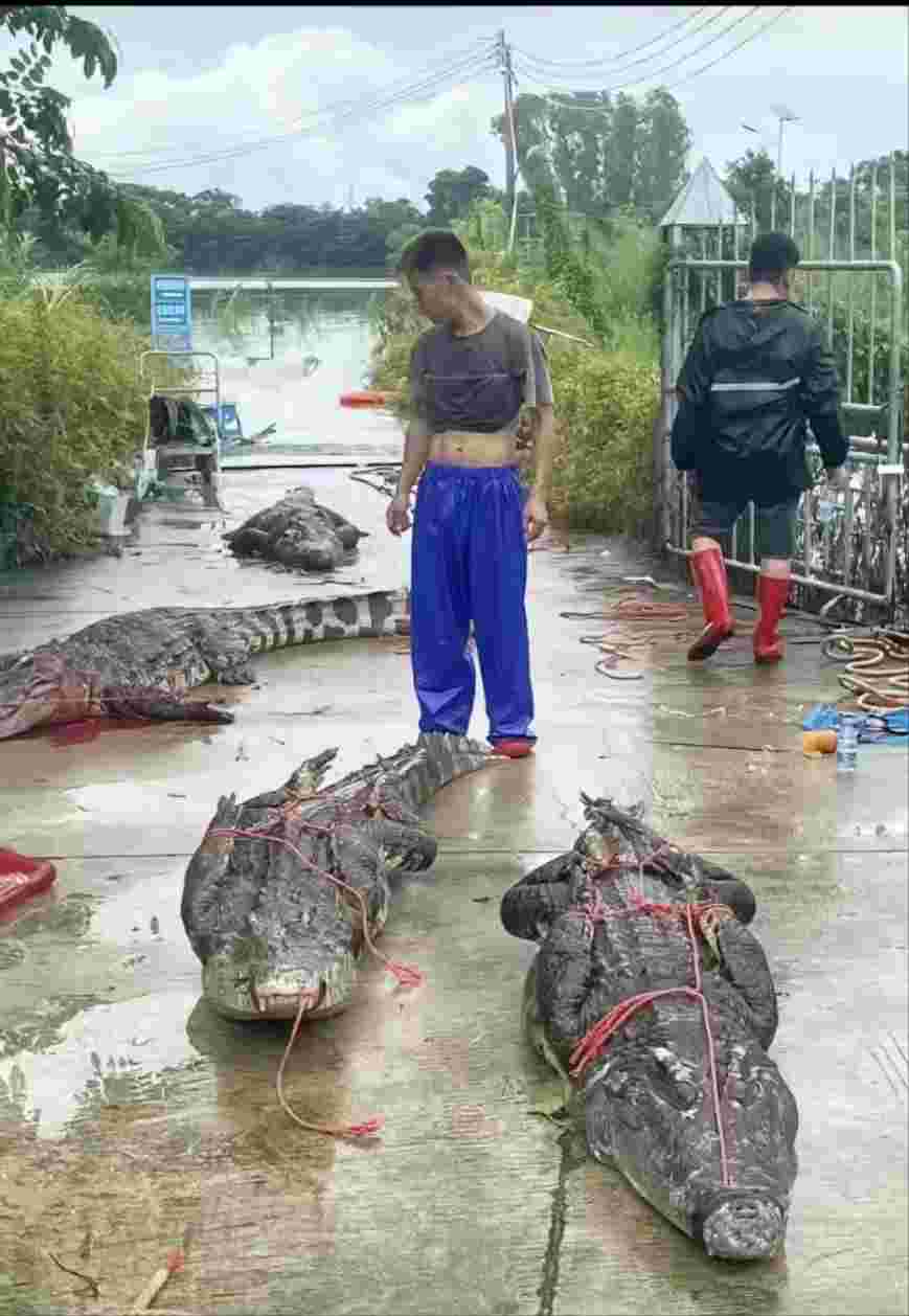 Both killed and electrocuted were reported, and the Maoming Agriculture and Rural Bureau responded with "over 70 crocodiles fleeing": some have been recaptured