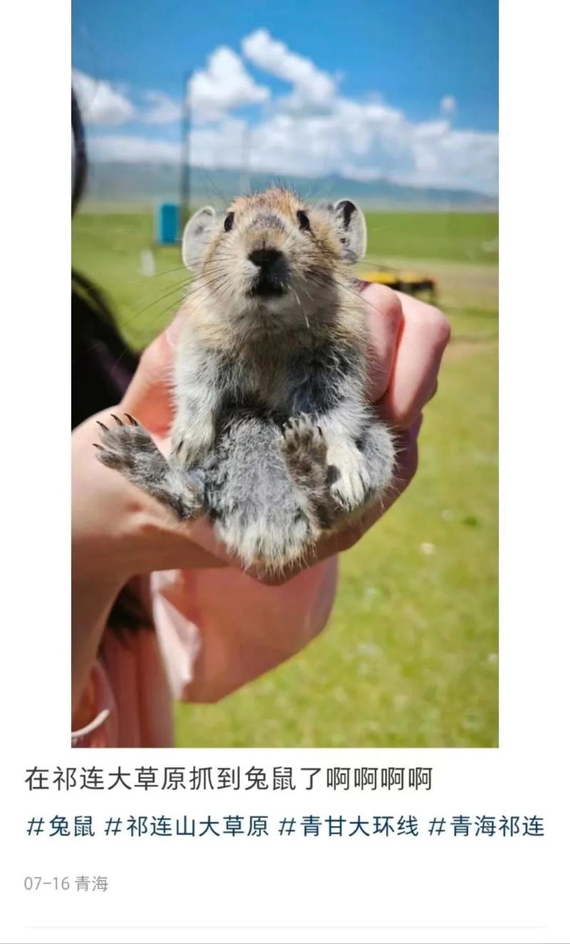 Experts remind tourists to share photos of holding pikas to attract attention from software | pikas | tourists