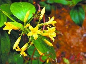 Someone has died from ingesting it!, Appearance resembling honeysuckle, Meizhou Fengshun | Report | Appearance