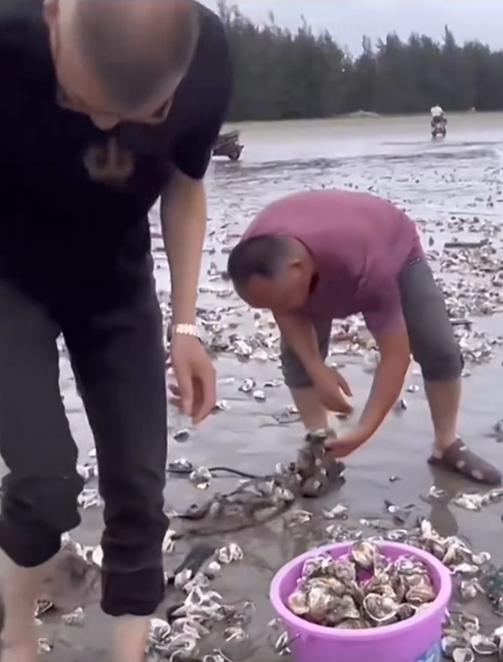 Netizens are hungry, densely packed! A large number of oysters have emerged on a beach in Guangdong, China. | Seafood | Beach | Oysters