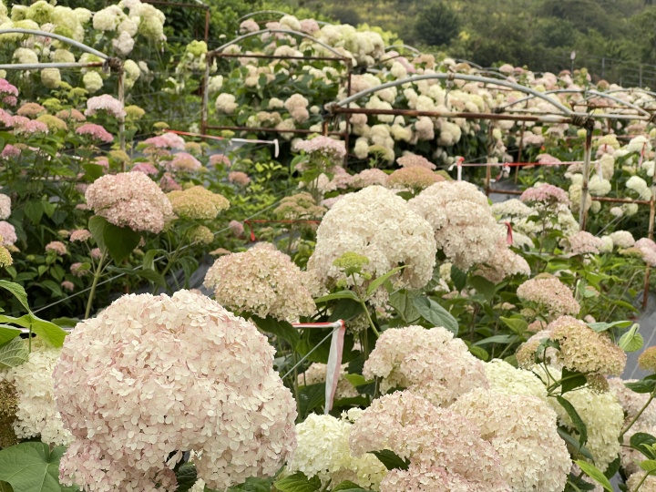 Who was ultimately harmed by infringement? The lawsuit against the best-selling domestically produced hydrangea flower has reached the highest court
