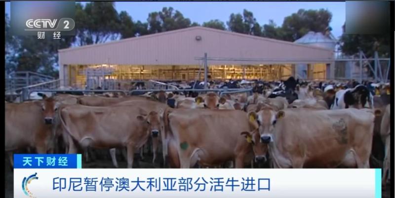 Highly contagious! The involved breeding farm has been shut down, Skin disease detected in live cattle at Indonesian ports | Australia | Indonesia | Farms