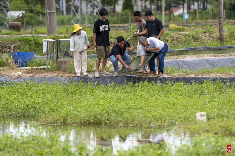 Chongming Zhuxin Town, a small technology academy, has achieved a close connection between "local professors" and "professors" in the career of raising crabs | local professors