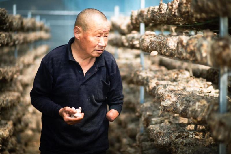 [Discovering the Most Beautiful, You Evaluate Me] Liulin, Shaanxi: Ecological and Industrial Integration Development of Small Mushrooms "Fragrant" Rural Revitalization Road Villagers | Culture | Development of Small Mushrooms