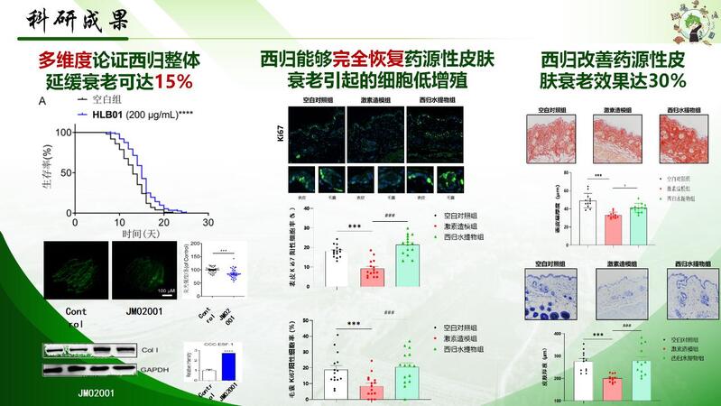 The one-legged Angelica skincare patent is about to be approved and authorized. Shanghai Pharmaceutical Student Yunnan Seeks Good Prescription, Millennium Bai Ethnic Medicine Anti Skin Aging Patent | Product Development | Student