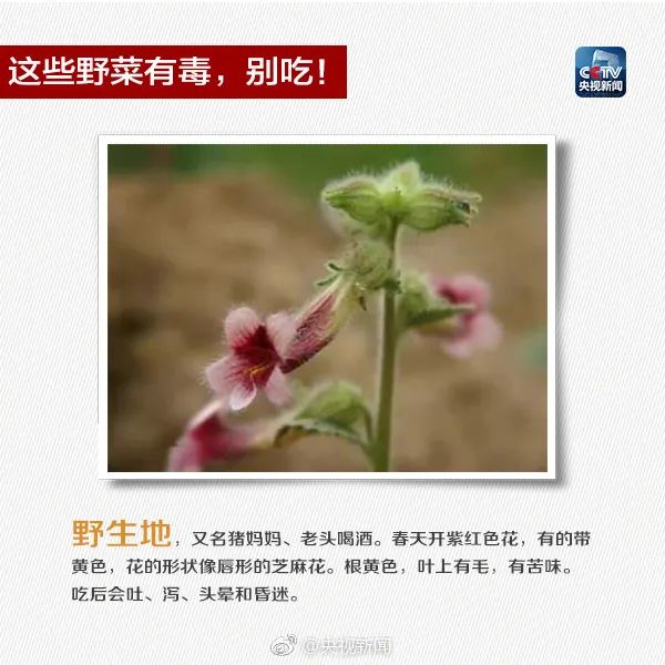 Someone has died from ingesting it!, Appearance resembling honeysuckle, Meizhou Fengshun | Report | Appearance