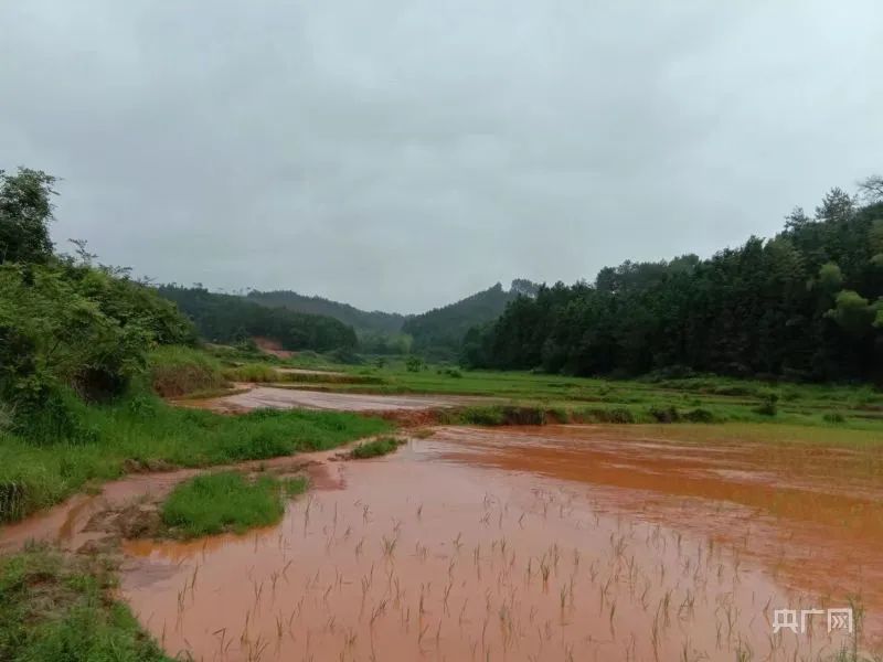 用地审批也不合规！为何就你特殊？,淹没农田,为建产业园砍伐林地矿产品|产业园|林地