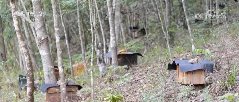 Little Bees Leveraging the Industry Chain of "Harvesting and Selling" Under the Forest, Beekeeping Paves a "Sweet" Road to Wealth Vegetation | Various Ethnic Groups | Under the Forest Industry Chain