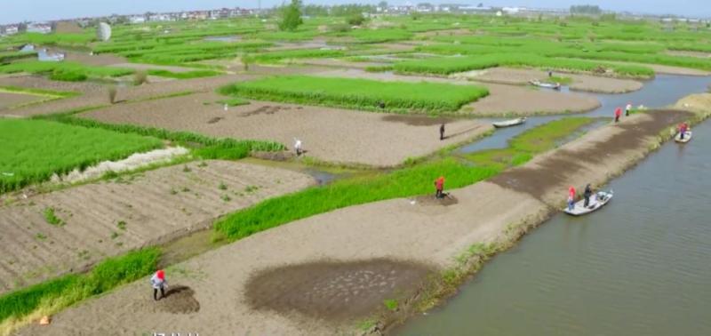 The Xinghua rural "Sheniu" aunt who teaches Gao Yuanyuan how to grow taro has become popular, and the golden sentence opens her mouth and comes to taro | Auntie | Sheniu