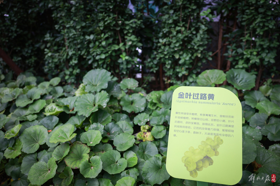 邀请蝴蝶、鸟类以及多种城市野生动物入住,上海首个商业体内生境花园