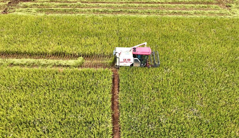 The yellow rice harvest is busy and joyful. August 17th | Farmers | Harvesters