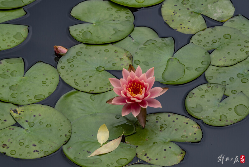 The refreshing fragrance fills the heart and soul, and the "water beauty" in Daning Park blooms with water lilies