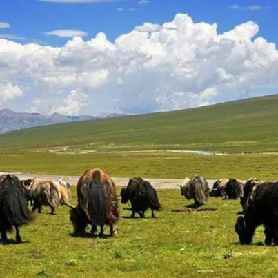 Experience the Charm of Tibetan Intangible Cultural Heritage, Special Live Broadcast of "Mountains and Seas Connected, Shenqing Helps Buy" | Taste Snow Plateau Flavored Lamb | Region | Tibetan