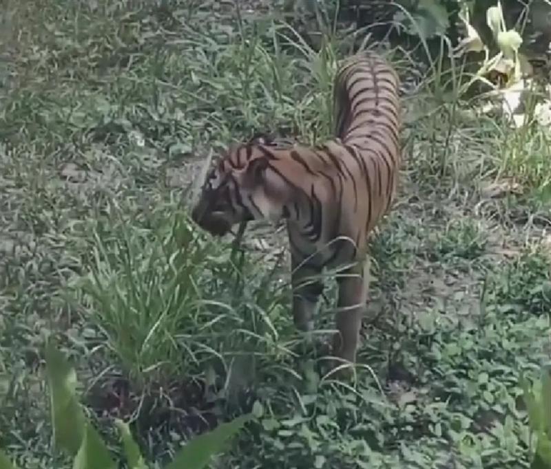 Can tigers in Guangzhou Zoo only eat grass due to their thin and weak physique? Official response: South China Tiger | Zoo | Guangzhou
