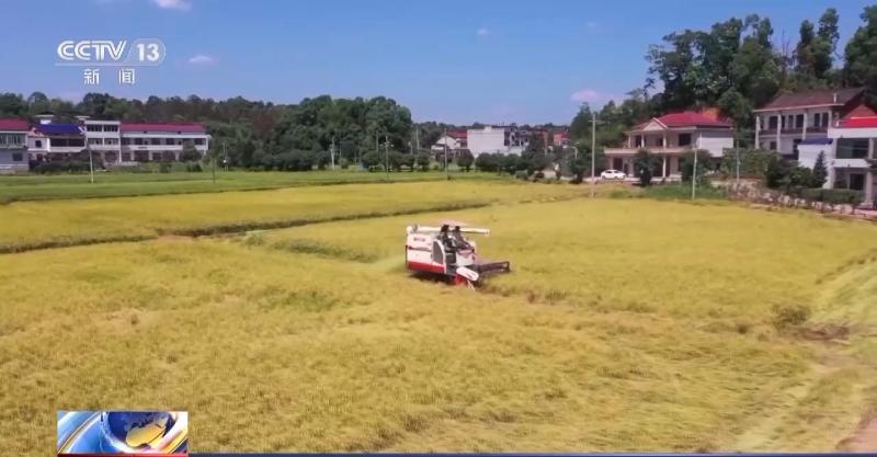 Harvesting, threshing, crushing rice stalks... Grasp the harvest of early rice in multiple areas during the harvest season | early rice | agricultural season