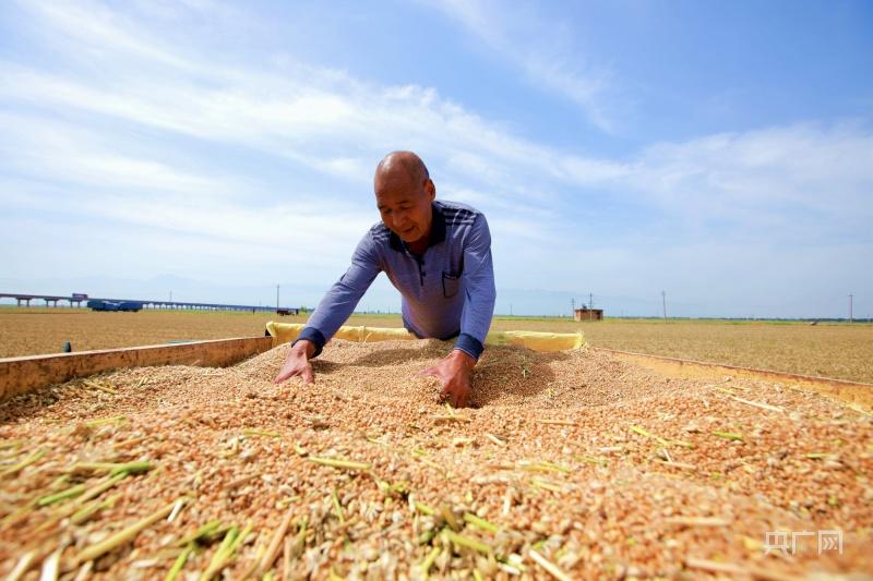 Summer Harvest Scene | National Wheat Harvest Over 80% Summer Crop Pressing and Stuffing Promotion Conference Battle | Wheat | Wheat Harvest