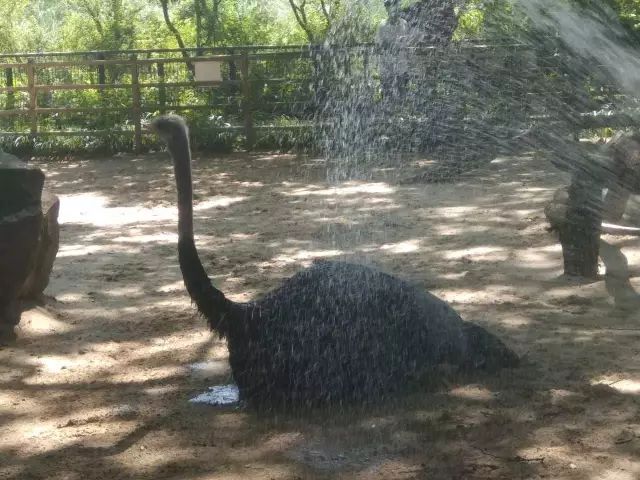 Despite being afraid of the heat, the "hairy child" remained calm, and Shanghai issued its first high-temperature orange warning signal of the year. Every time I arrive at Shanghai Zoo, there is a warning