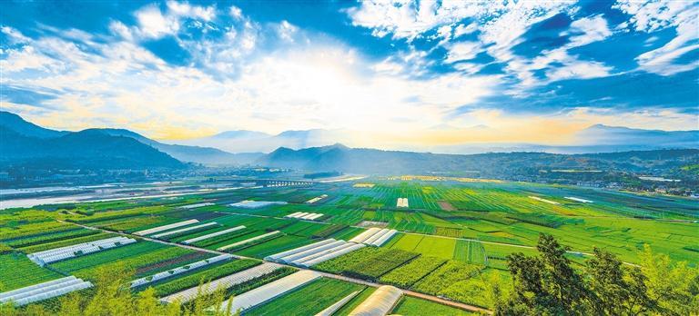 [practice Xi Jinping's Economic thought investigation] strengthen Agriculture and revitalize Sichuan Modernization | Live Pig | economy