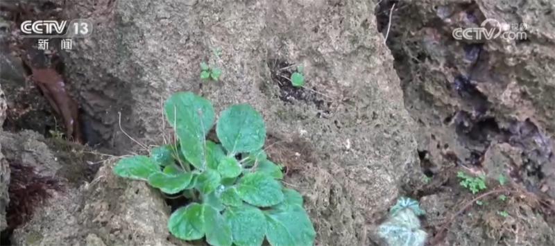 The once endangered plant Qinling stone butterfly has returned to the wild for large-scale protection for the first time | Qinling | Plants