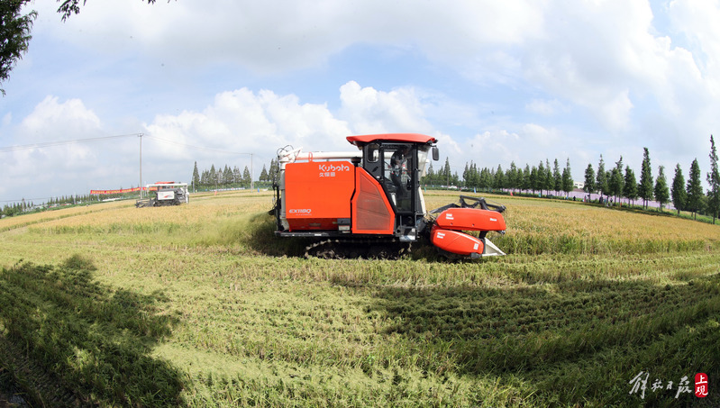 "August Fragrance" Snowflake Japonica and Jinshan Bloom, Transforming "Field Character Grid" into "Merge Cells" Rice Production Improving Quality and Efficiency, Drought Resistance | Water Conservation | Snowflake