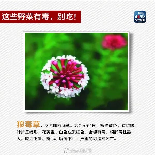 Someone has died from ingesting it!, Appearance resembling honeysuckle, Meizhou Fengshun | Report | Appearance