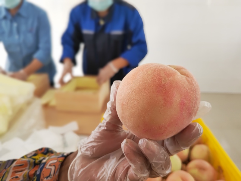 There is a reason for stubbornness, orchard owner: just after picking, boarding the plane, Nanhui peaches resume export, Singapore misses Shanghai fruits, Shanghai real estate fruits | export | inspection upon arrival | customs | supermarkets | Singapore | epidemic | restart | peaches | Nanhui