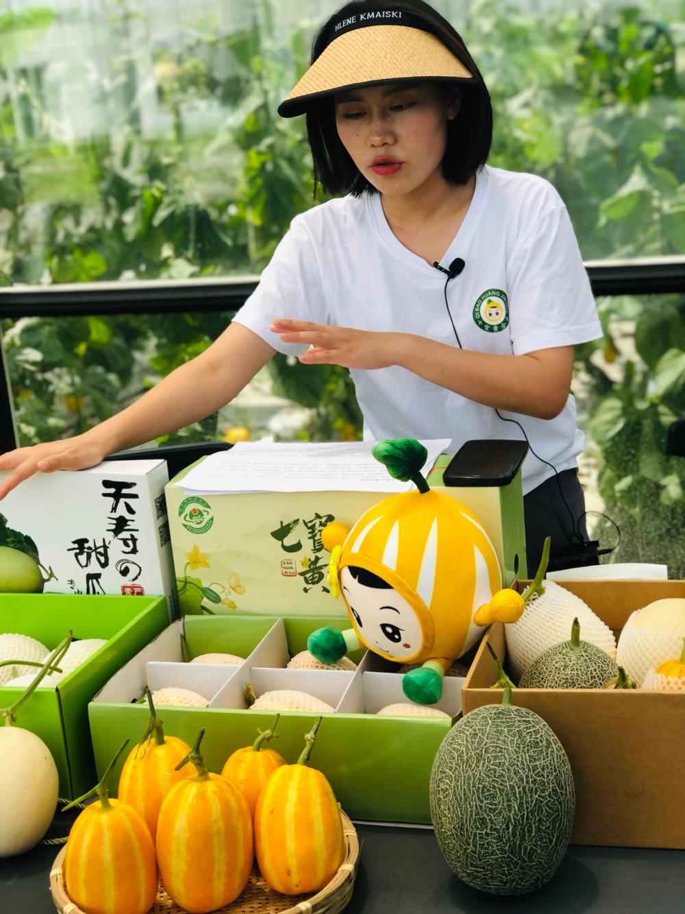 The seven treasures of golden melons that have been "rescued" have been harvested and put on the market... Where are the "four famous melons in Shanghai" from the past now? Recent Gold | Seven Treasures