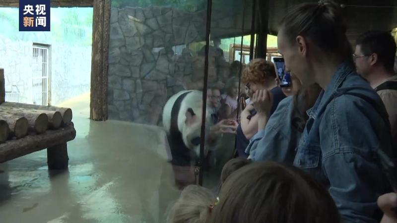 Moscow Zoo Holds Birthday Celebration for Giant Pandas in Russia. Abortion | Giant Pandas | Celebration Event