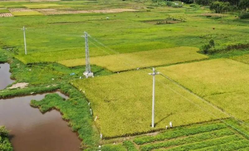 What should farmers do?, Method of planting electric poles into the field | farmland | farmers