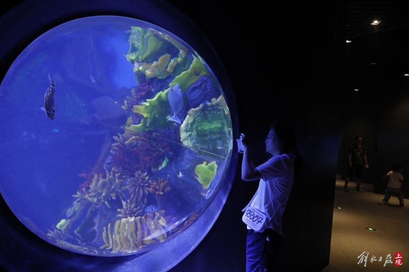 Building an Aquarium in a Shopping Center: Meilong | Aquarium with Over 100 Species of Marine Organisms Bringing Self Flow