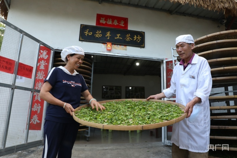 不信你们尝尝！”丨高质量发展调研行·海南站,“毛纳村的大叶茶特别香种植|茶香|质量