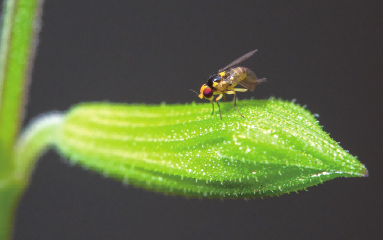 It is even more important to seek ways to coexist with them, and identifying and understanding are not the ultimate goal. For the invasion of diverse species in nature, species identification