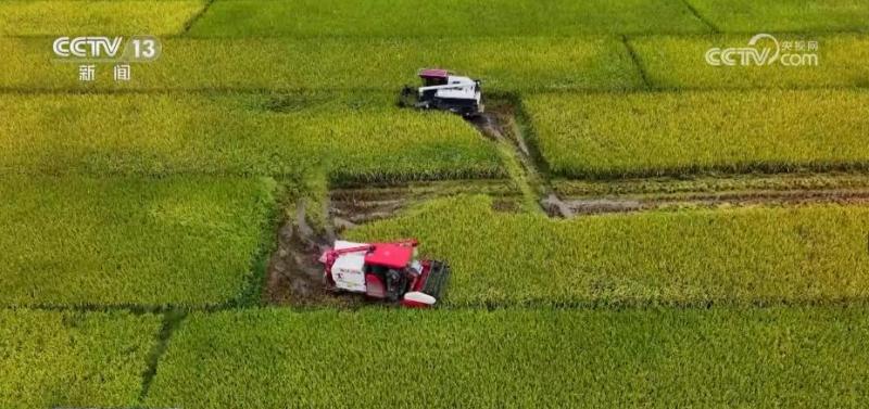 “桂北粮仓”建设现代粮食示范区实现水稻增产、群众增收土地|粮仓|水稻