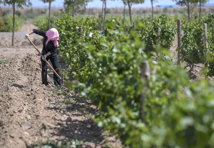 Creating a "Purple Miracle" on the Gobi Desert - A New Observation on the Development of Ningxia Wine Industry Grapes | Ningxia