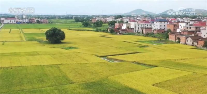 Multiple measures are taken in various major grain producing areas to promote high-quality and efficient early rice harvesting | Agriculture | Main Production Areas