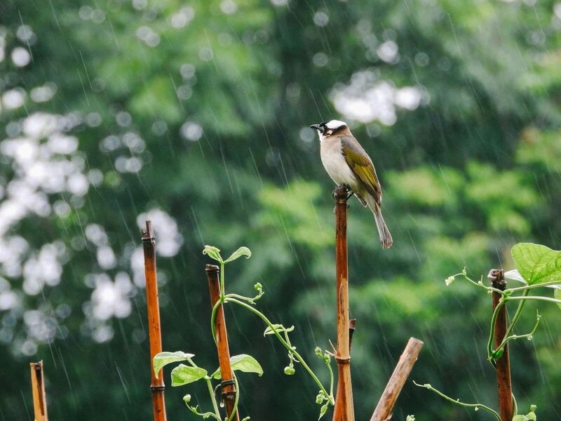 How many types of birds can be seen in an ordinary village? 84 species... a father son rural bird watching story, Shanghai Sparrow | Wuzhai Village | Village