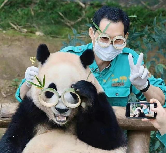 About to have a second child!, This panda "celebrity couple" loves treasure | Fubao | couple