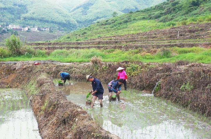 "Returning Forestry to Farming"? Originally, it was a pseudo concept type | cultivated land | concept