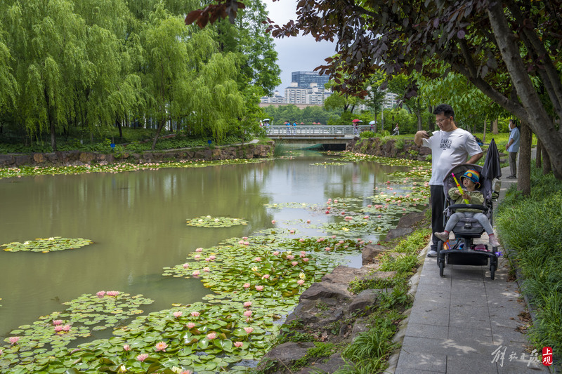 The refreshing fragrance fills the heart and soul, and the "water beauty" in Daning Park blooms with water lilies