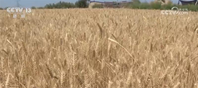 小麦机收率将突破90%甘肃冬小麦陆续进入收割期麦区|小麦|收割期