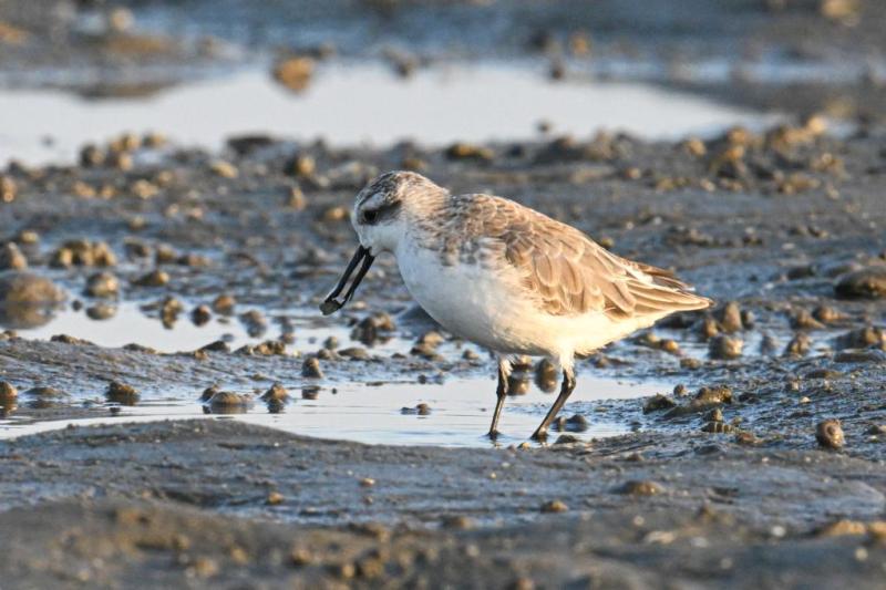 Migratory Birds Migrate, Dance, and Share Destiny - Observation of China's Ecological Civilization Practice in the Sunset | Luo Qi, Wei Meng, Jia, Cheng Yunjie | Migratory Birds | China