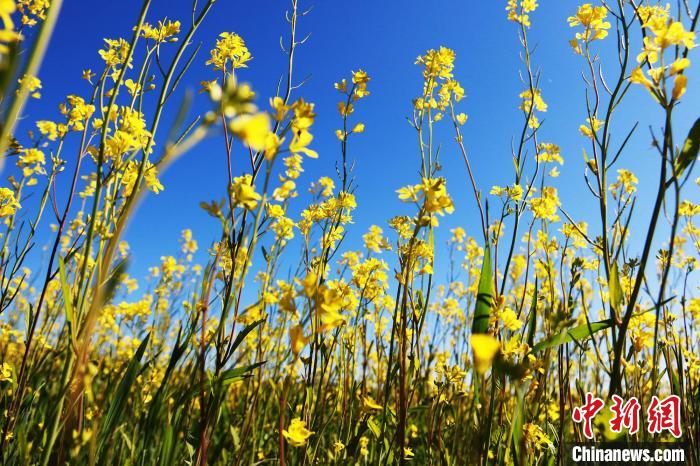 Thousands of acres of rapeseed flowers bloom in the Tianshan Mountains | blue sky | rapeseed flowers in Toksun County, Xinjiang